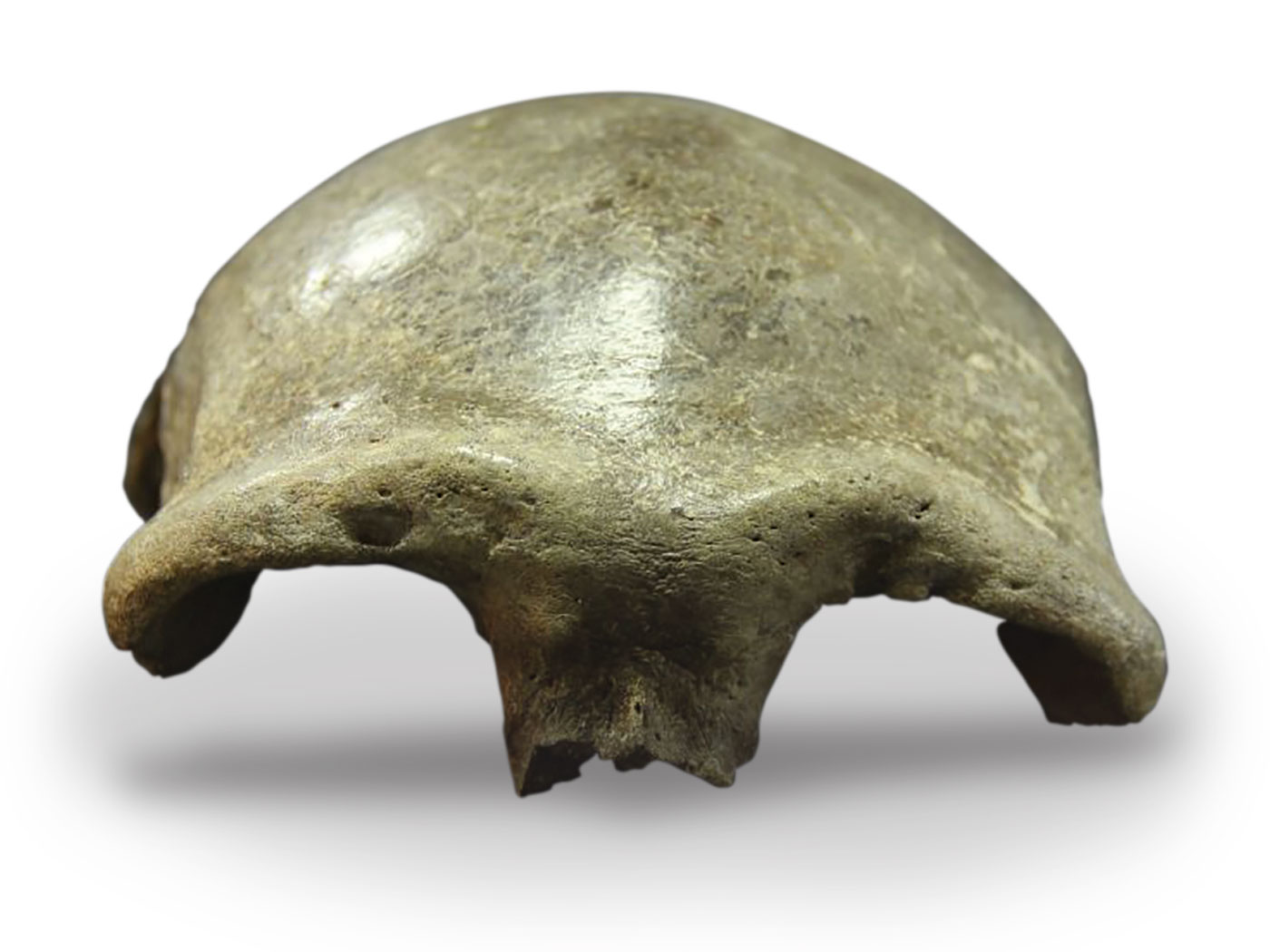 Recent Humans with Archaic Features Upend Evolution The Institute for